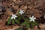 Wood anemone